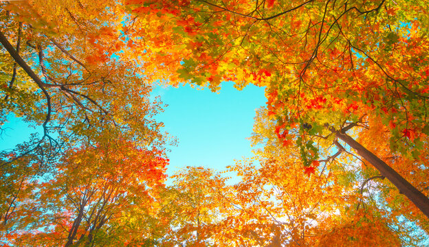 Autumn forest background. Vibrant color tree, red orange foliage in fall park. Nature change scene. Yellow leaves in october season Sun in blue sky Sunny day weather, bright light banner, border frame