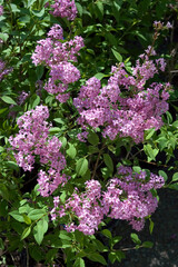 LILAS
