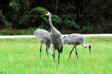 Florida- Close Up of Three Beautiful Sandhill Cranes