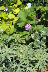 PELARGONIUM ODORANT EN MELANGE