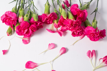 beautiful blooming carnation flowers on a white background.