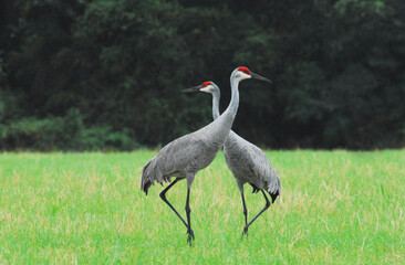 Florida- Close Up of Two Beautiful Sandhill Cranes With Necks Crossed