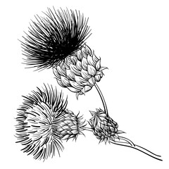 monochrome illustration of burdock. medicinal plant burdock isolated on white background vector illustration