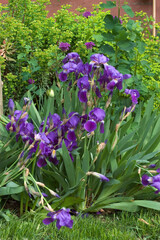 IRIS DES JARDINS