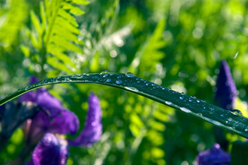 GOUTTE D'EAU SUR FEUILLE