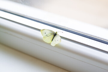 Bright beautiful day. Beautiful bright white butterfly spreading its wings sitting inside the house at the window.