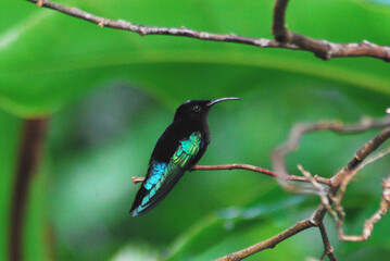 BIRDS- Close Up of a Beautiful Wild Hummingbird in Guadeloupe