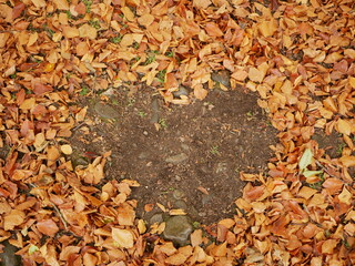 heart shape made by autumn leaves on the ground