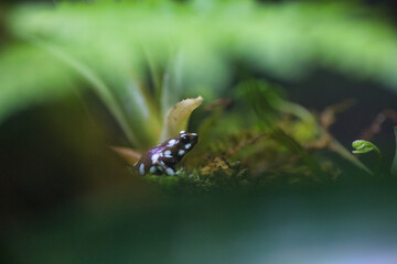 かえる
