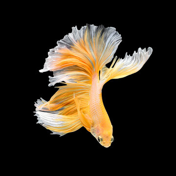 Close up art movement of Betta fish or Siamese fighting fish isolated on black background.Fine art design concept.