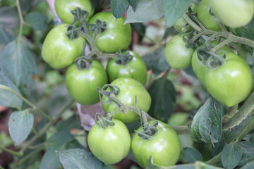 Organic green tomatoes in a plant which are unripe.Agriculture concept