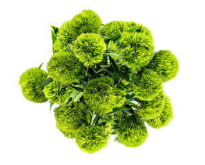 above view of bunch of flowers Dianthus barbatus green ball or green tick isolated on white background