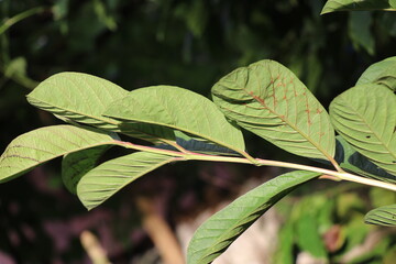 Branch of guava plant with leaves exposed to sunlight