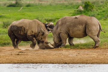 Fototapeta premium Showdown