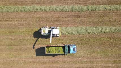 Fototapeta na wymiar Combine harvesting a field and unloads wheat for Silage over a trailer cart.