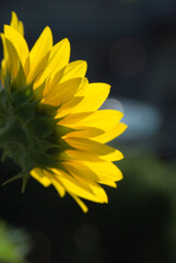 TOURNESOL