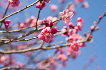 Fototapeta na wymiar Scientific name is Prunus mume.English name is Japanese apricot.