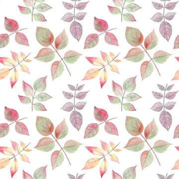 Elegant autumn seamless pattern with multicolor rose leaves. Watercolor hand painted illustration on a white isolated background. Great as fabric, textile, wallpapers and stationery. Beauty of nature.