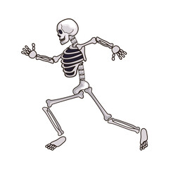 human skeleton movement isolated on white background. vector illustration