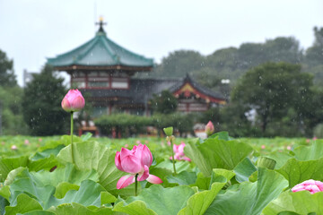 Fototapeta na wymiar 雨が降る東京上野の不忍池のハスの花と弁天堂の風景