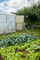 Green sustainable kitchen garden