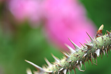 鋭い薔薇の刺