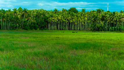 Fototapeta premium rice field in the summer