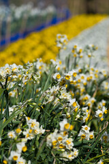 Scientific name is Narcissus tazetta var. chinensis.