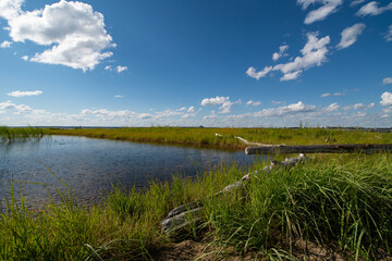 The shore of the reservoir is covered with green grass on a Sunny summer day. Old trees lying on the coast