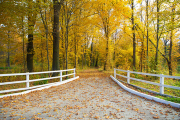 Beautiful park. Golden autumn. Wooden white fence.