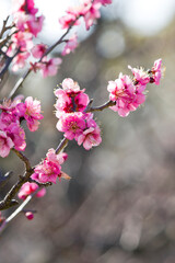 Scientific name is Prunus mume.English name is Japanese apricot.
