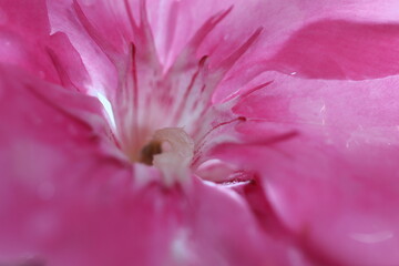 oleander petals