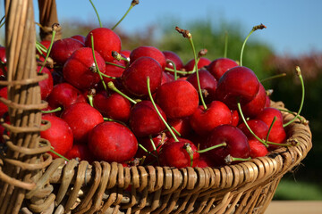 Panier plein de cerises