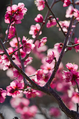 Obraz na płótnie Canvas Scientific name is Prunus mume.English name is Japanese apricot.