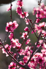 Scientific name is Prunus mume.English name is Japanese apricot.