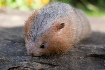Mole rat or Large bamboo rat in the garden
