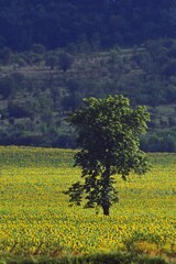 field with sunflower. seed-rich harvest