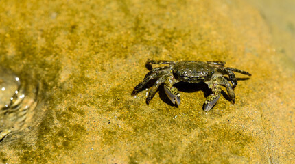 crab on the beach