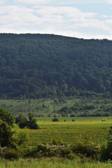 Obraz premium field with sunflower. seed-rich harvest