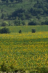 field with sunflower. seed-rich harvest