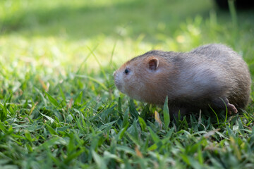 Naklejka na ściany i meble Mole rat or Large bamboo rat in the garden