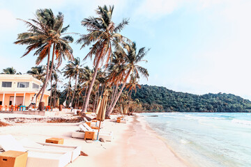 coconut palm tree