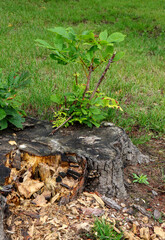 Frisches Grün aus altem Baumstumpf
