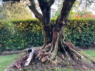 Ulivo pianta giardino 