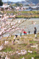 河原に咲く桜と家族