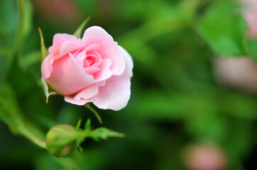 美しいピンク色に咲くバラの花