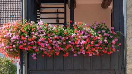 Fototapeta na wymiar Pink red geraniums on the balcony of a farmhouse