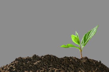 Young sapling growing in soil