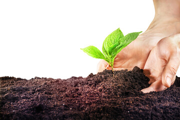 Young plant growing in soil