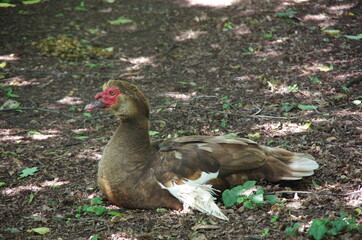 Animals